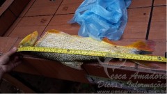 homem e preso por pesca predatoria no rio Miranda