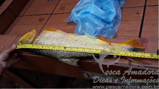 Rapaz é preso por pesca predatória no rio Miranda-MS