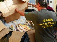 Peixes apreendidos foram doados para instituições e comunidades carentes. (Foto: Divulgação/Ibama)