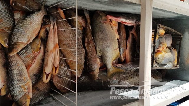 infratora anuncia venda de pescado ilegal em rede social e acaba presa em MS
