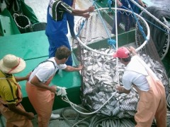 investimento setor pesqueiro maritimo