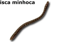 isca-minhoca