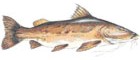 Jaú