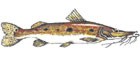 Jurupoca