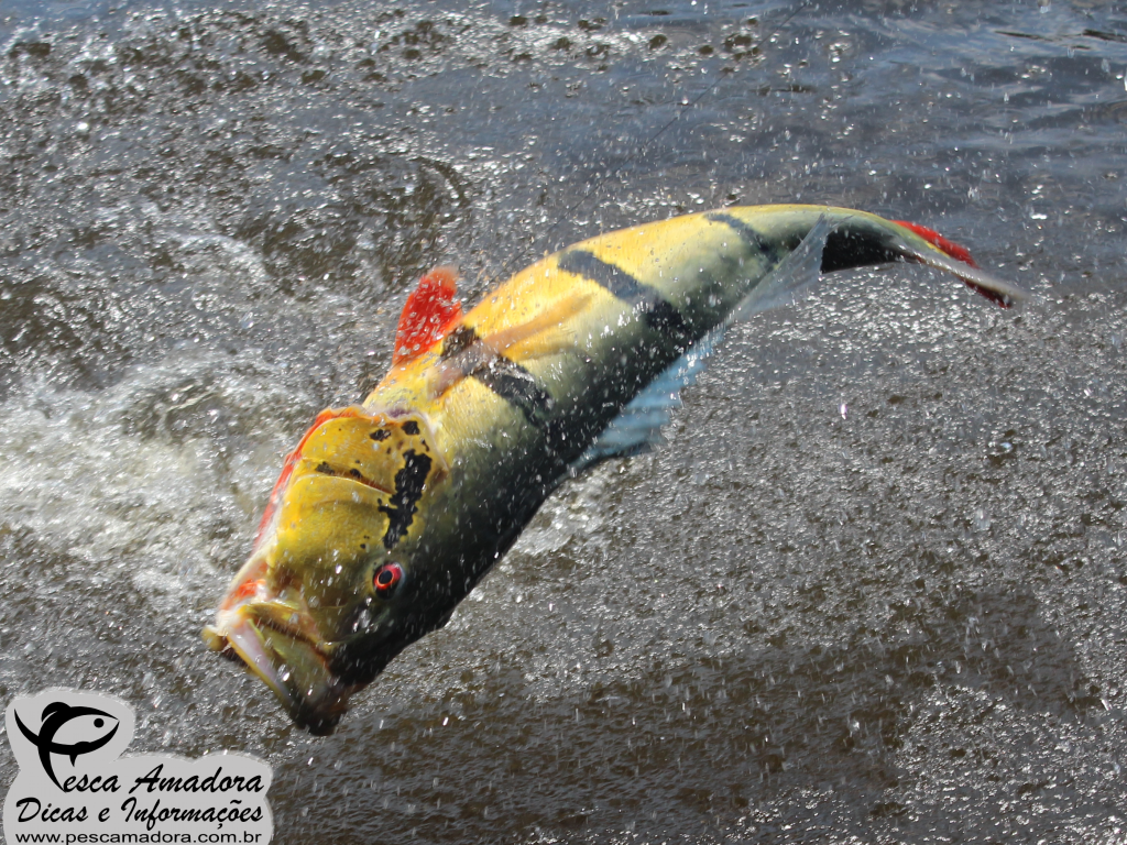 MPF/AM recomenda regras para pesca esportiva em áreas de comunidades indígenas e tradicionais de Barcelos