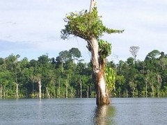 lago de tucurui no para