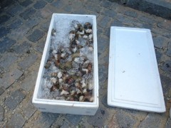 lagosta apreendida pelo ibama