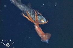 Vídeo mostra a lula prendendo um peixe que é o dobro de seu tamanho (Foto: Reprodução/YouTube/MBARI)