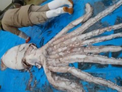 Lula gigante com aproximadamente 8 metros e pesando 163kg é capturada no Japão