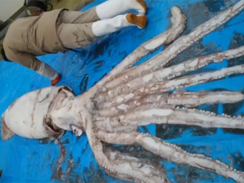 Lula gigante apanhada ao largo da costa do Japão