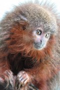 Os bebês da espécie Caqueta titi ("Callicebus caquetensis") "ronronam" uns para os outros quando estão satisfeitos