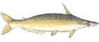 Mandubé
