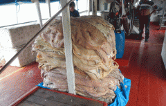 Mantas de pirarucu encontradas em barco de pesca foram apreendidas durante a operação Rios Federais; Barco também levava 110kg de piracatinga, 74kg de tambaqui e mais 23 animais silvestres