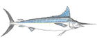 Marlin Azul
