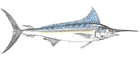 Marlin Branco