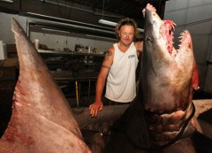 Americano bate recorde ao pescar tubarão de 601 kg