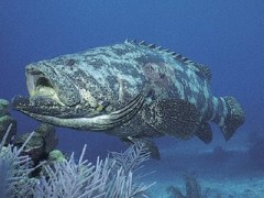 mero em extincao no brasil