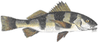 Miraguaia