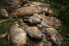 nove toneladas de peixes ja foram recolhidos nas margens do rio doce 6