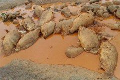 nove toneladas de peixes ja foram recolhidos nas margens do rio doce 7