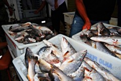 onze toneladas de pescado apreendido em Laguna-SC