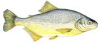 Pacu