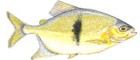 Pacus