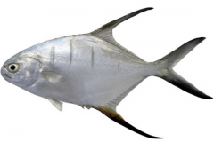 pampo