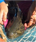 Mero ameacado de extinção foi solto pelo projeto tamar na Bahia (Foto: Everson Cardoso)