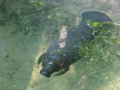 peixe-boi-marinho_foto_02_-_credito_jorge_soares