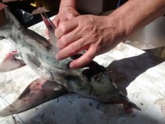 Peixe elefante foi fisgado por pescadores em Cordeirinho, Maricá (Foto: Isis Silva/ Site Lei Seca Maricá)