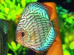 peixe ornamental