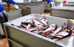 peixe panga no vietna
