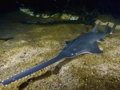 Peixe Serra ameaçado de extinção