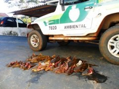 apreensao-pma-parana