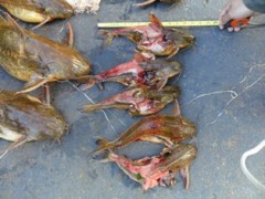 apreensao-pma-parana2