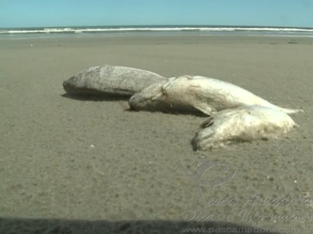 Milhares de peixes aparecem mortos em orla de Ilha Comprida-SP