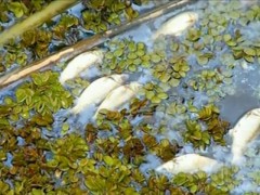 peixes aparecem mortos em sao joao da barra-RJ