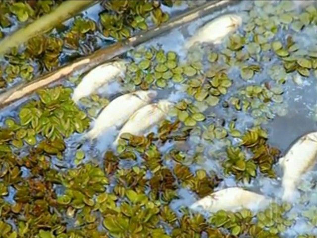 Milhares de peixes são encontrados mortos em São João da Barra-RJ