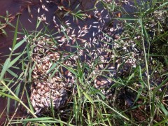 Vários peixes mortos ainda estavam na beira do rio em São Manuel (Foto: André Bordim/ TV TEM)