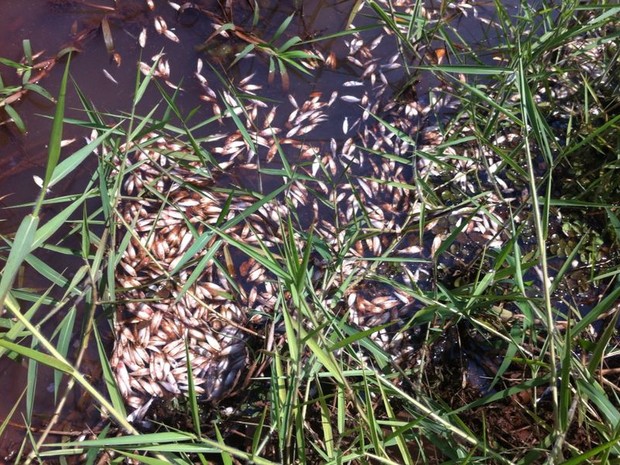 Criadores perdem mais de 50 toneladas de peixes em São Manuel-SP