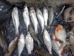 Cerca de 16 quilos de peixes foram apreendidos pela PMA do ES (Foto: Divulgação/ Polícia Militar Ambiental)