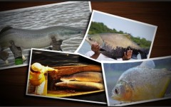 Peixes Amazônicos