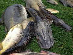 Peixes mortos retirados do lago do Pesqueiro Tio Oscar (Foto: Tiago Santarello)