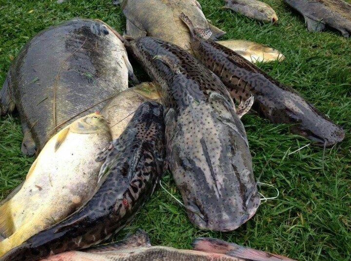 Peixes aparecem mortos no pesqueiroTio Oscar-SP