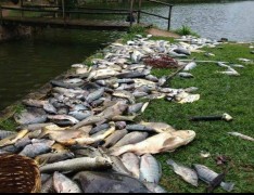 Peixes mortos retirados do lago do Pesqueiro Tio Oscar (Foto: Tiago Santarello)