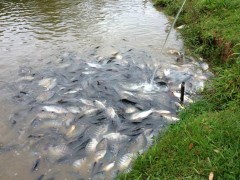 Peixes procurando oxigenação no Pesqueiro Tio Oscar (Foto: Chicletão Mancha)