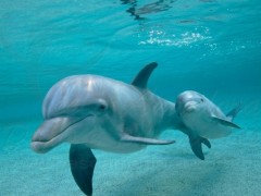 peixes marinhos - oceano 2