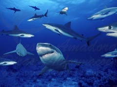 peixes marinhos - oceano 4