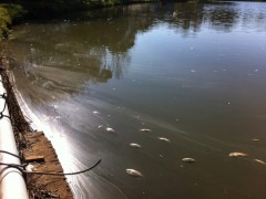 peixes mortos em erechin